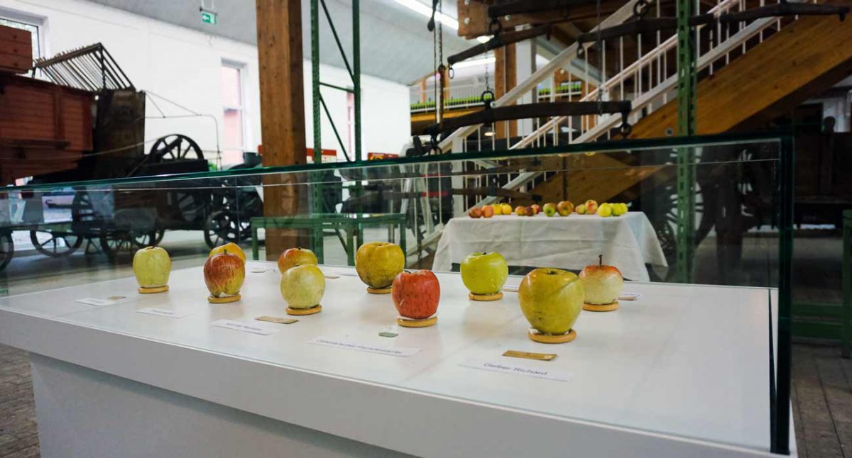 Eine Ausstellung historischer Apfelsorten im Schleswig-Holsteinischen Landwirtschaftsmuseum