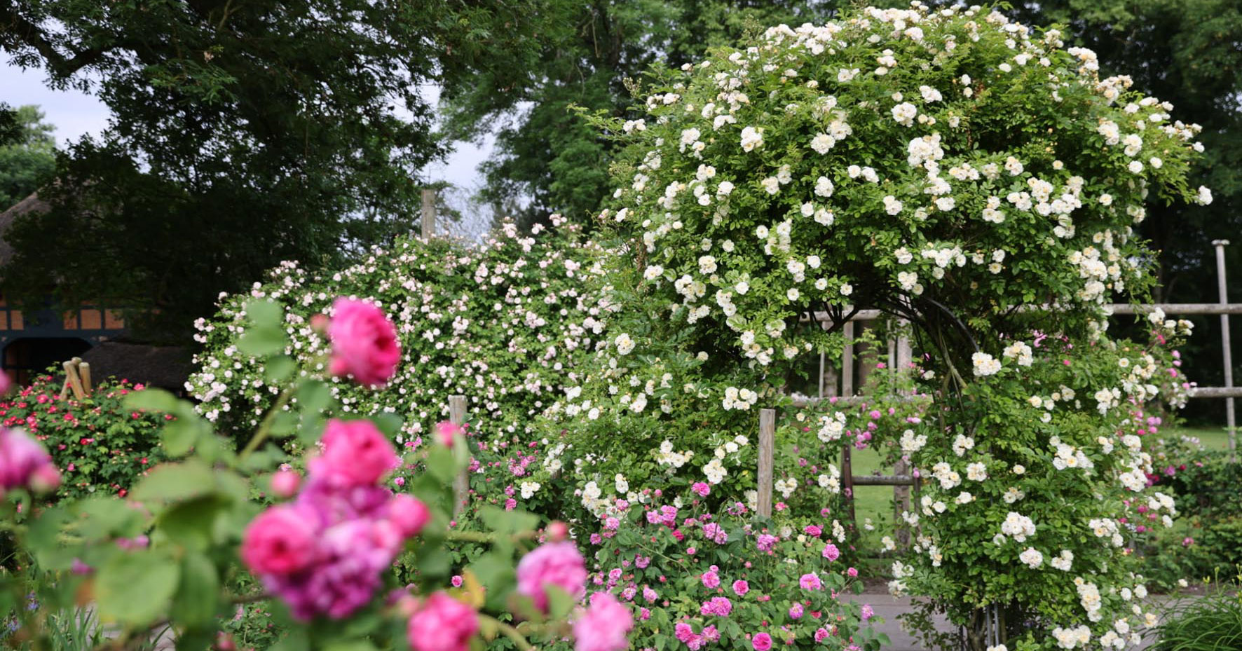Blühende Rosen in weiß und rosa